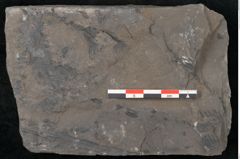 Foto (Detailansicht) von Pecopteris permaeformis Brongniart (NHMW-GEO-2024-0188-10926)